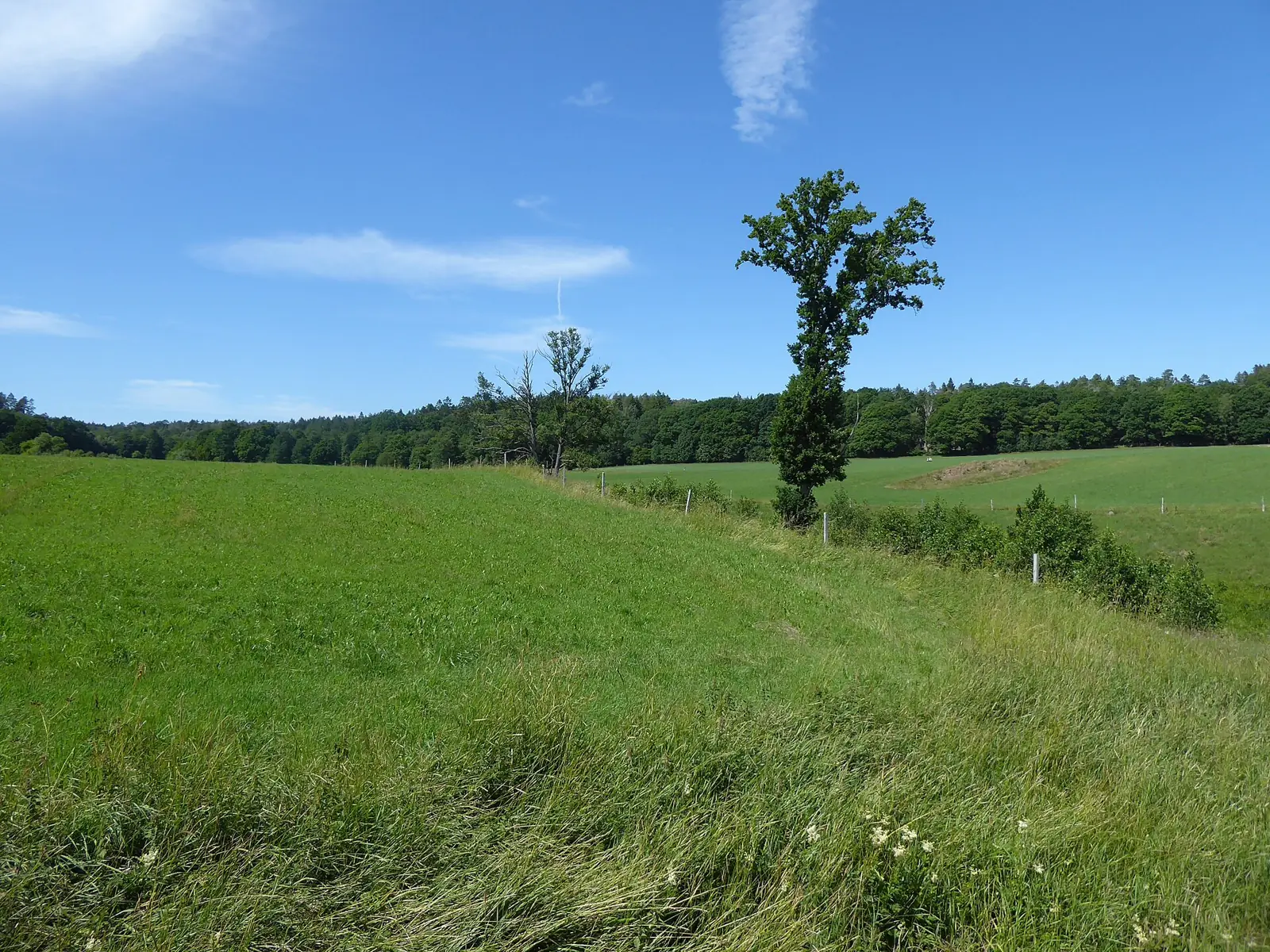 Grön betesmark och skog vid Labacka i Kållered