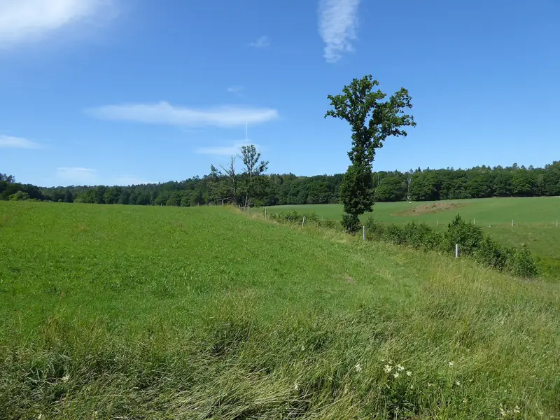 Grön betesmark och skog vid Labacka i Kållered
